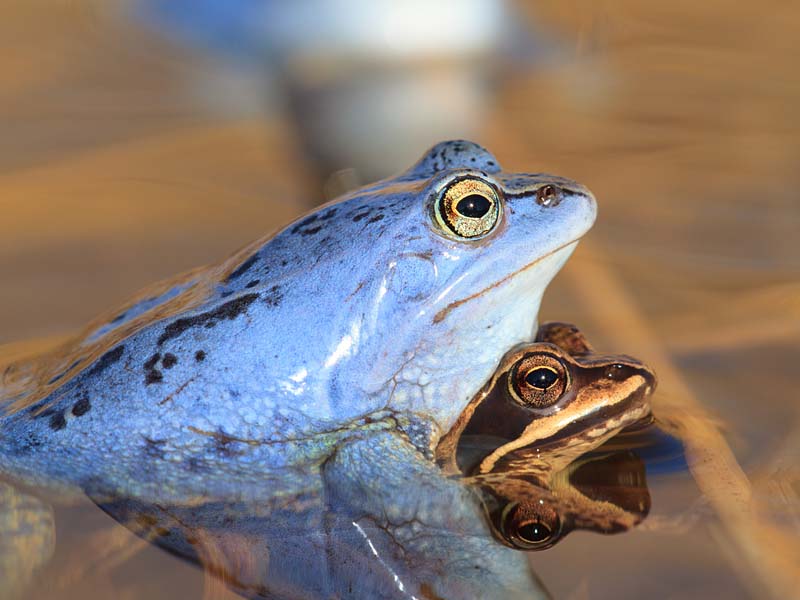 Moorfrosch © Klemens Karkow