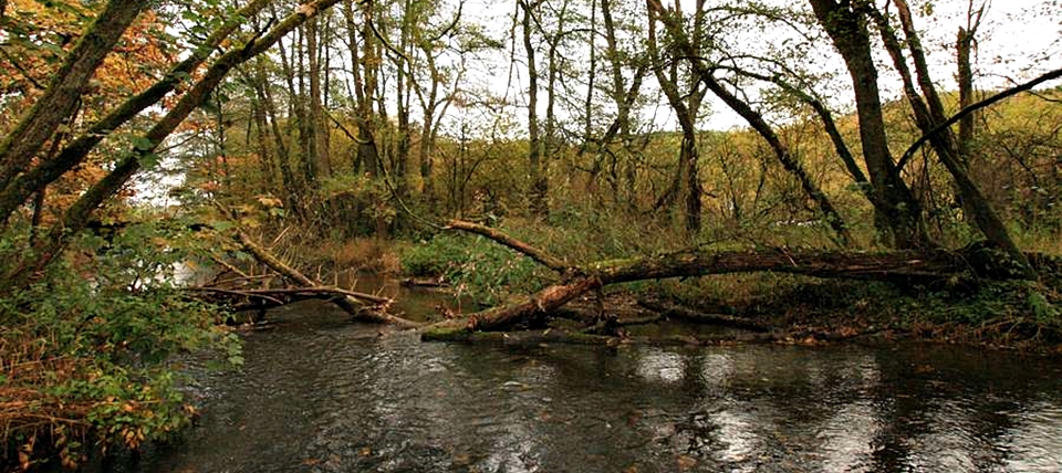 Banner für Auenwald bei Netphen