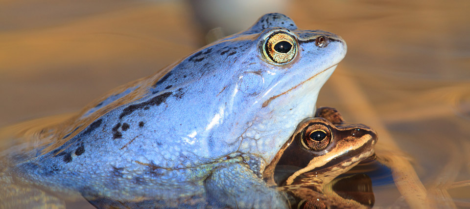 Banner für Kranenmeer