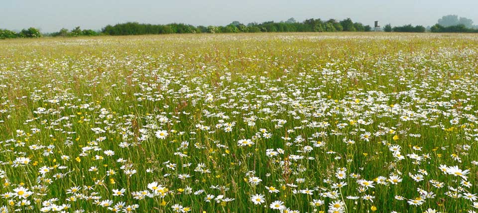 Blumenwiese an der Düffel © D. Doer