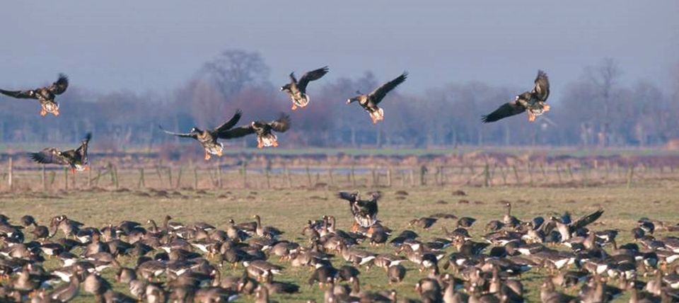 Banner für Bislicher Insel