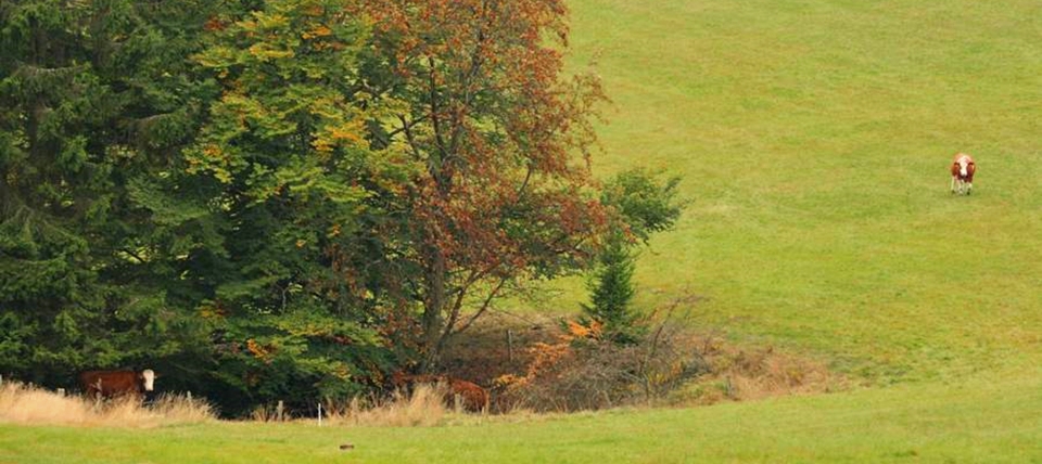 Banner für Borstgrasrasen am oberen Steinbach