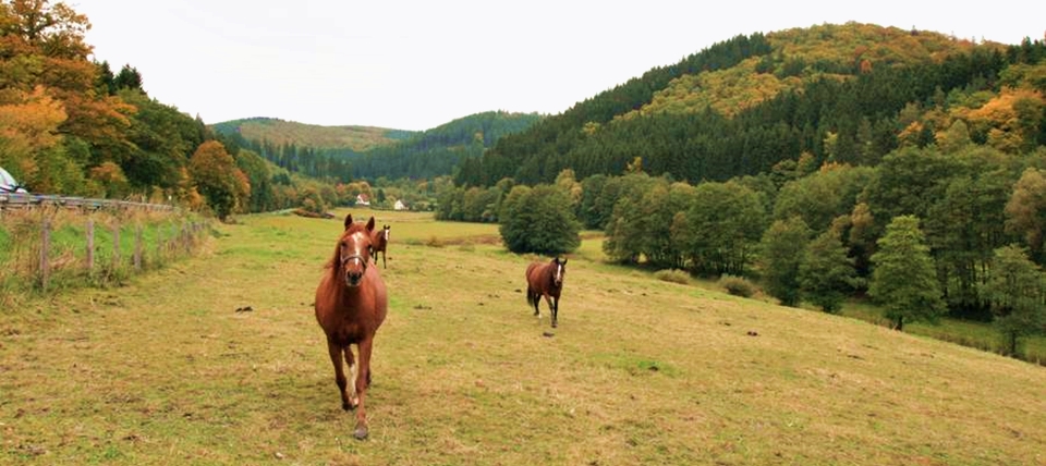 Banner für Buchenwälder und Wiesentäler bei Bad Laasphe