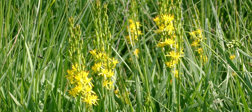 Banner für Ebbemoore