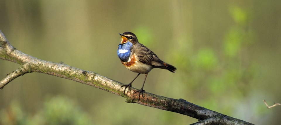 Banner für Elmpter Schwalmbruch