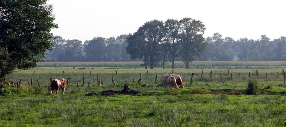 Banner für Feuchtwiesen im nördlichen Münsterland