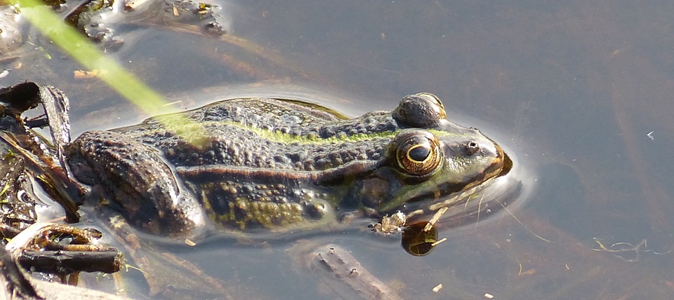 Banner für Großes Torfmoor, Altes Moor