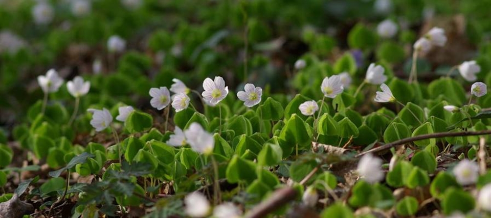 Banner für Habichtswald