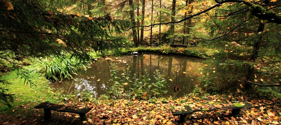 Banner für Hallenberger Wald