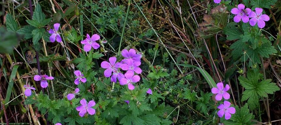 Banner für Hickengrund / Wetterbachtal