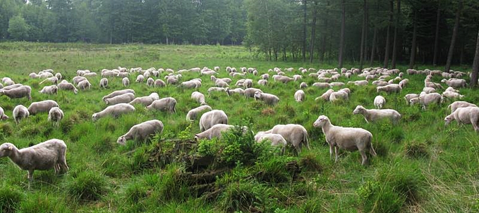 Banner für Hildener Heide