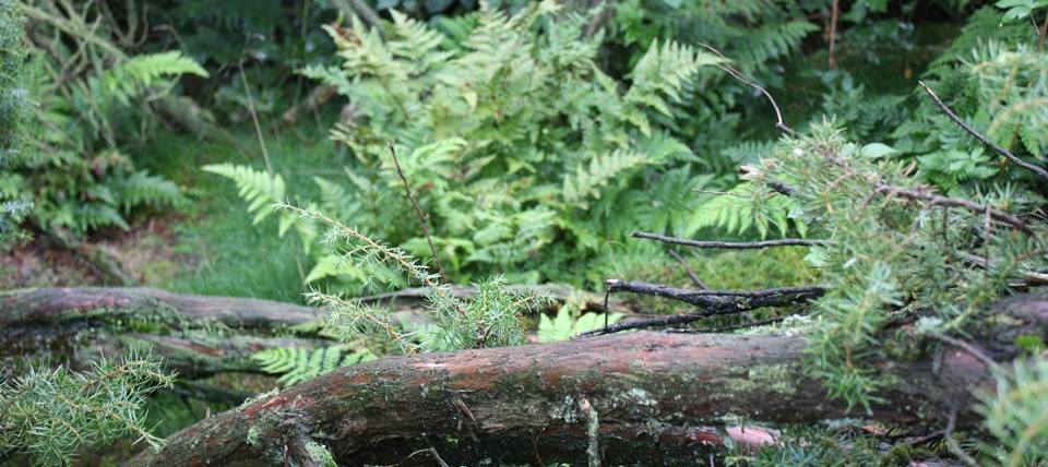 Banner für Holtwicker Wacholderheide