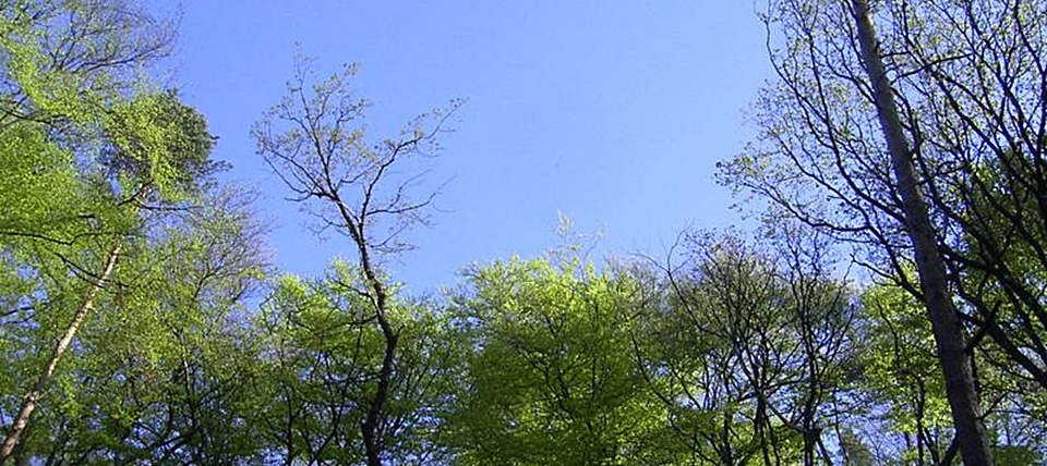 Banner für Kalkbuchenwälder bei Hohenlimburg