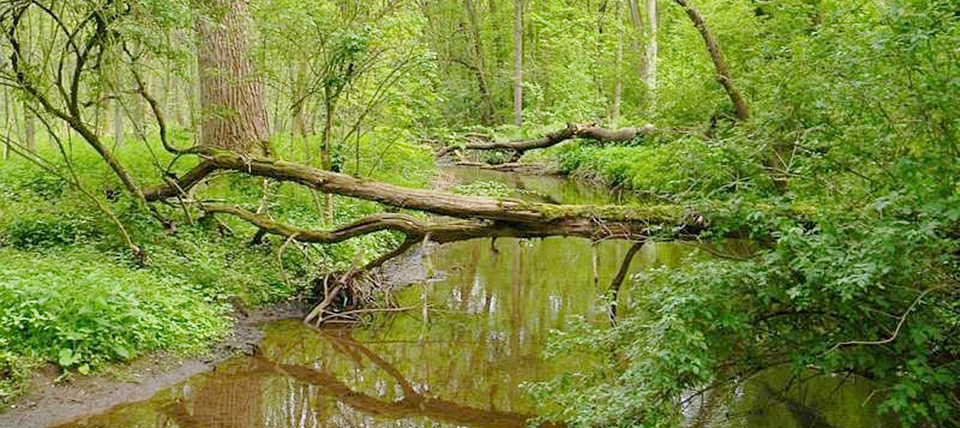 Banner für Kerpener Bruch und Parrig