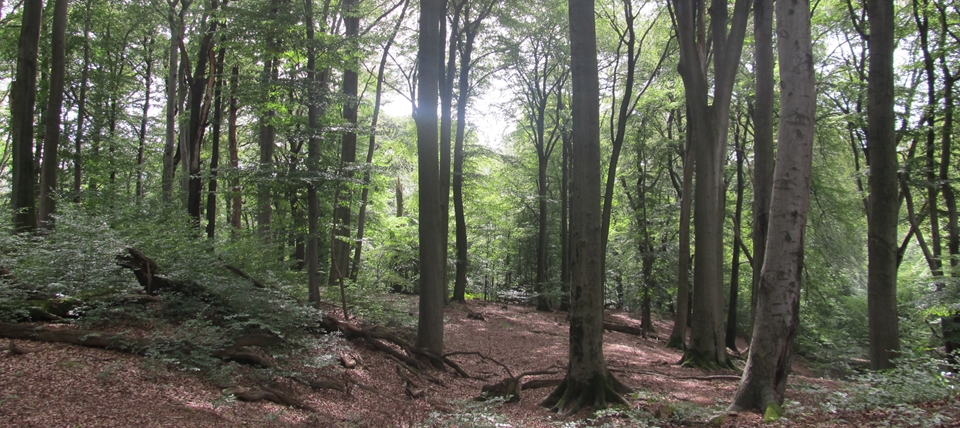 Banner für Königsforst