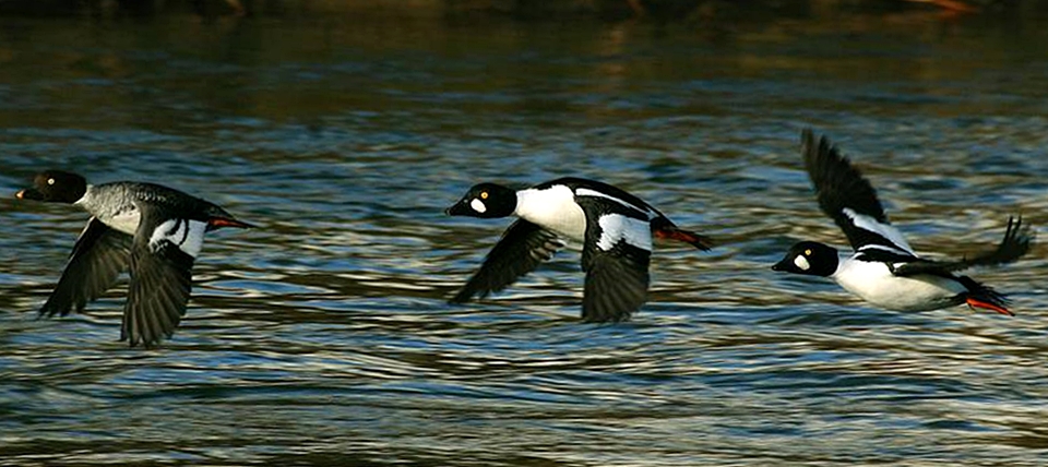 Banner für Möhnesee