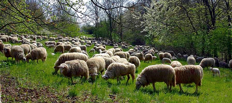 Banner für Nördliche Teile des Teutoburger Waldes mit Intruper Berg