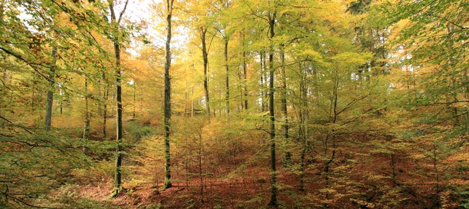 Banner für Schanze