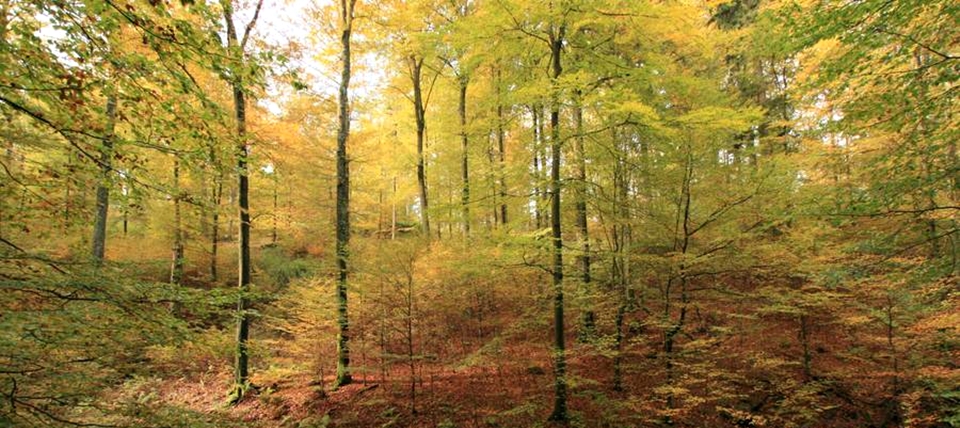 Banner für Schanze