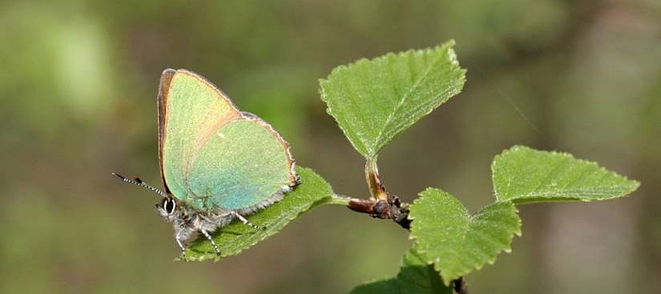 Banner für Venner Moor