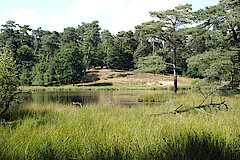 Schwarzes Wasser © Biologische Station im Kreis Wesel e.V.