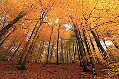 Buchenwald im Herbst © Regionalforstamt Siegen-Wittgenstein