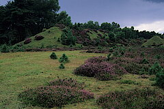 Heidefläche am Munitionsdepot © Hans Georg Wende