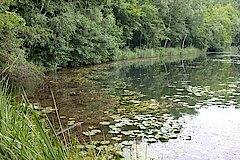 Mittelsee Seerosen © Biologische Station Bonn / Rhein-Erft