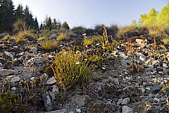 Galmei-Frühlings-Miere in den Bleikuhlen © Landschaftsstation im Kreis Höxter e.V.