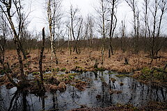 In der Fürstenkuhle © NABU NRW