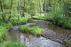 Naturnaher Abschnitt der Heve © Joachim Drüke