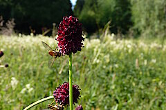 Großer Wiesenknopf © Werner Schubert