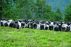 Schafe als Landschaftspfleger © Naturpark Diemelsee