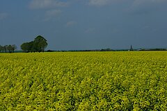 Im Mai bestimmen für kurze Zeit die gelb leuchtenden Rapsfelder das Landschaftsbild © Ralf Joest