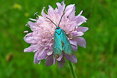 Grünes Kleewidderchen © Michael Gertz