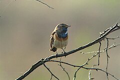 Blaukehlchen © Biologische Station Steinfurt e.V.