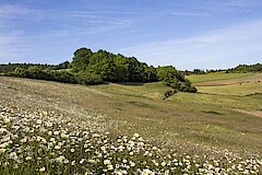 Margaritenwiese © Naturpark Sauerland Rothaargebirge - Kerstin Berens