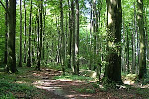 Weg durch den Buchenwald auf dem Höhenrücken der Baumberge