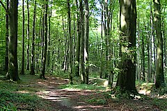 Weg durch den Buchenwald auf dem Höhenrücken der Baumberge © Birgit Stephan