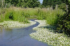 Flutender Wasserhahnenfuß © Biologische Station HSK