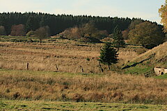 Beweidungserfolge © Regionalforstamt Siegen-Wittgenstein