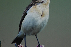 Braunkehlchen © Peter Fasel