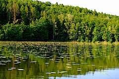 Obersee Teichrosen © Jochen Rodenkirchen