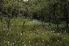 Wollgrasblüte im östlichen Moor © Biologische Station Lippe