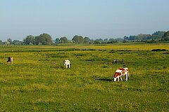 Kühe auf der Weide © Nicole Feige