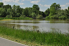 Hochwasser am Grietherorter Altrhein © Naturschutzzentrum im Kreis Kleve e.V.