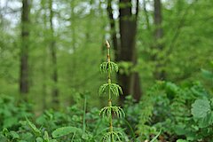 Wald-Schachtelhalm © M. Füller