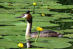 Haubentaucher © Ingo Ludwichowski