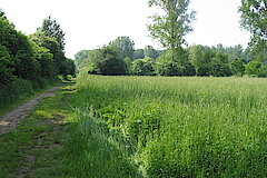 Knechtstedener Busch © Haus der Natur, Biologische Station im Rhein-Kreis Neuss e.V.