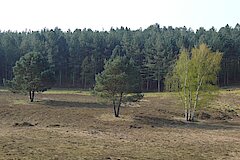 Teverener Heide © Naturschutzstation Haus Wildenrath